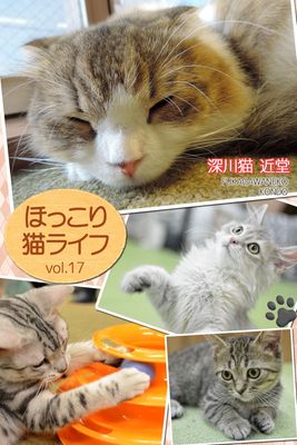 ほっこり猫ライフ vol.17